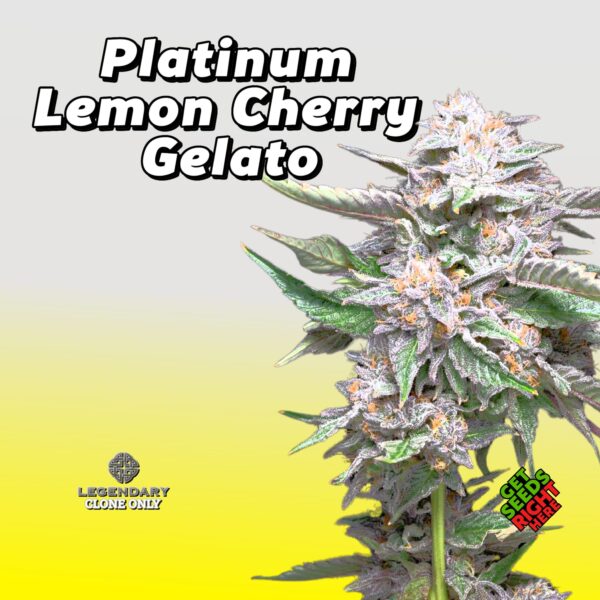 Platinum Lemon Cherry Gelato (Clone)