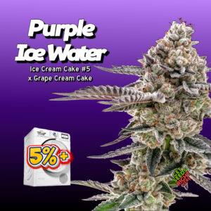 alt="This image features a cannabis clone for sale named 'Purple Ice Water,' a crossbreed of 'Ice Cream Cake #5' and 'Grape Cream Cake.' The clone is depicted as a frosty cannabis bud with dense trichomes, purple-tinged leaves, and orange pistils. A washing machine graphic with a '5%+' symbol is included, likely indicating a feature such as increased potency or yield. The text 'GET CLONES RIGHT HERE' is featured in the corner, indicating that this is a cannabis clone for purchase." />