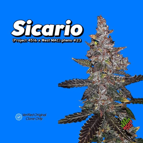 Sicario (clone)