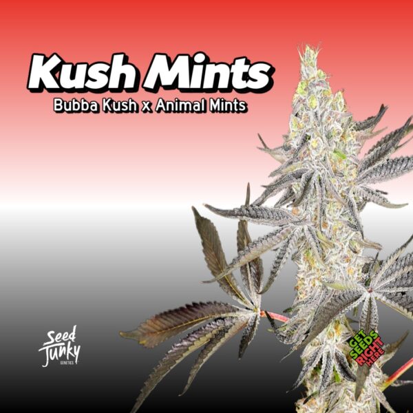Kush Mints (clone)