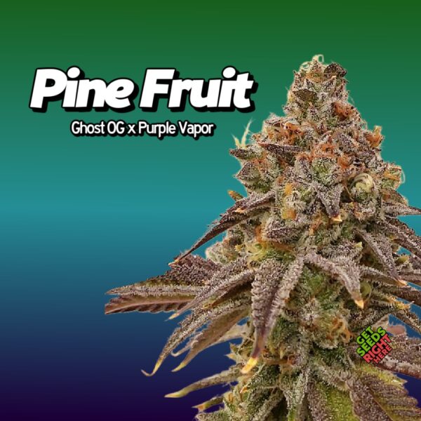 Pine Fruit (clone)