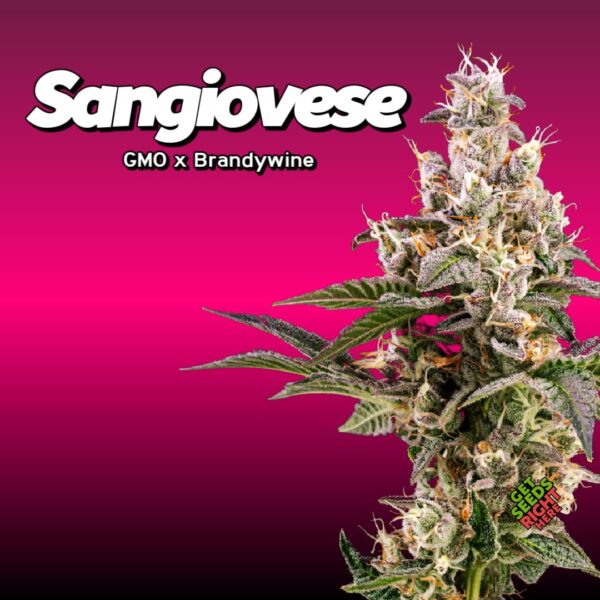 Sangiovese (clone)