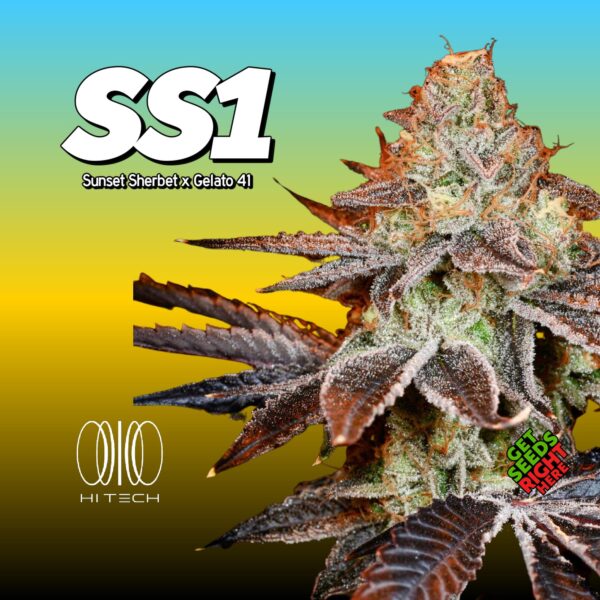 Alt text: "Close-up of a frosty cannabis plant with purple and green leaves labeled SS1 (Sunset Sherbet x Gelato 41), against a gradient blue and yellow background with Hi Tech logo and 'Get Seeds Right Here' label."
