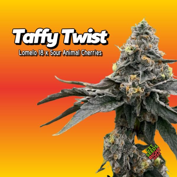 Taffy Twist (clone)