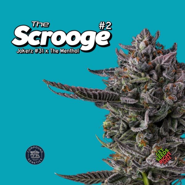 The Scrooge #2 (clone)