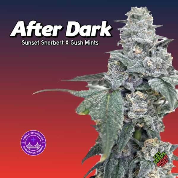 Purple City Genetics After Dark - Cannabis Clones