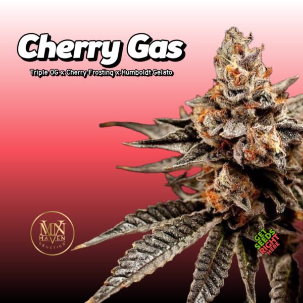 Close-up of the Cherry Gas cannabis strain by Maven Genetics, showcasing dense buds with frosty trichomes.