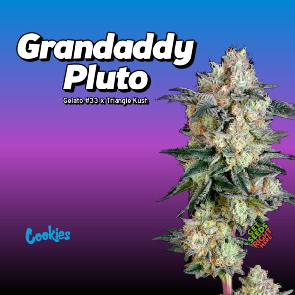 Grandaddy Pluto (clone)