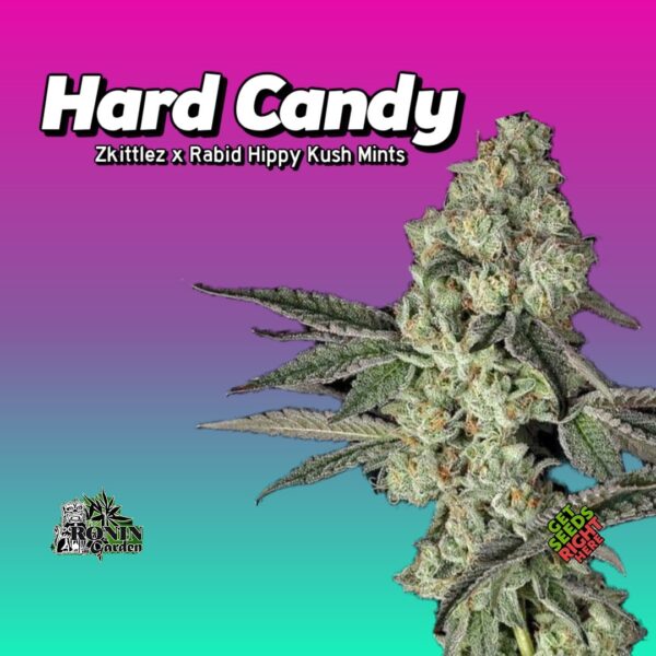 Hard Candy strain promotional image featuring close-up of mature cannabis flower with strain genetics Zkittlez x Rabid Hippy Kush Mints
