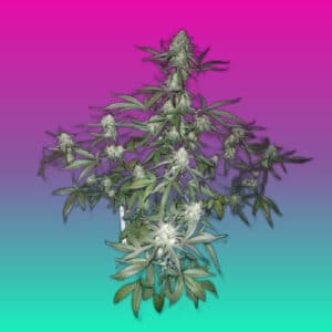 Full cannabis plant photograph showing mature Hard Candy strain by Ronin Garden with multiple flowering sites and distinctive leaf structure