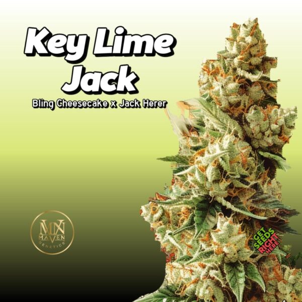 Key Lime Jack cannabis strain by Maven Genetics with dense, frosty buds, labeled Bling Cheesecake x Jack Herer, set against a green gradient background. Key Lime Jack Cannabis Strain | Maven Genetics Clones.