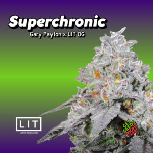 The image shows a cannabis strain advertisement with the title LIT Farms "Superchronic" at the top, featuring Gary Payton x LIT OG. The background consists of a gradient from purple to green. The cannabis bud shown in the image is heavily frosted with trichomes, and there are small orange hairs scattered throughout. In the bottom left corner, there is a logo for LIT (Lost in Translation), and on the bottom right, a small tag reads "Get seeds right here." Key attributes: Cannabis strain: "Superchronic" Strain type: Gary Payton x LIT OG Visuals: Frosty trichomes, orange hairs Branding: LIT (Lost in Translation) Tagline: "Get seeds right here"