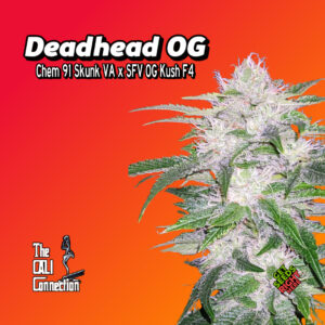 alt= Cannabis Clones ad shows a cannabis plant, labeled as "Dead Head OG", displayed against an orange-red gradient background. Text mentions "Chem 91 Skunk VA x SFV OG Kush F4". Get Seeds Right Here and The Cali Connection logos are visible on the lower left and right.