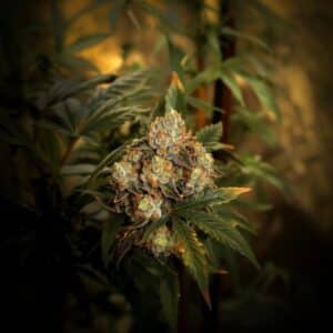 Close-up of "Grapes & Cream" cannabis plant with dense buds, frosty trichomes, and orange pistils in a grow room setting.