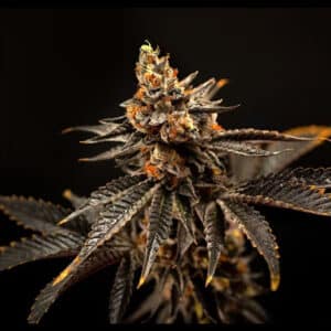 Cherry Gas cannabis strain by Maven Genetics with dark leaves and dense, trichome-coated buds against a black background.