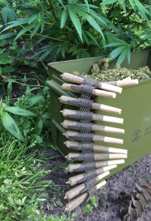 Ammunition belt of cannabis joints attached to an ammo box filled with Platinum Rambo cannabis strain by Tarantula Genetics, set outdoors among lush green plants.