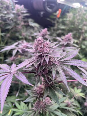 "Super Buff Cherry #26" cannabis plant with purple buds and green leaves in an indoor grow room.