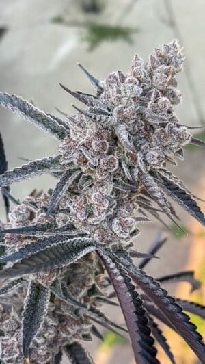 Frosty "Super Buff Cherry #26" cannabis buds with dark purple leaves covered in trichomes.