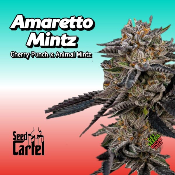 Amaretto Mintz Cannabis Clones: Seed Cartel's Almond Joy