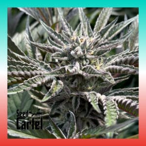 Amaretto Mintz cannabis flower close-up with text overlay showcasing strain name by Seed Cartel.