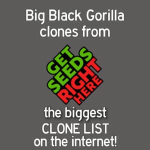 Promotional ad for Big Black Gorilla cannabis clones available from Get Seeds Right Here, featuring the biggest clone list online.