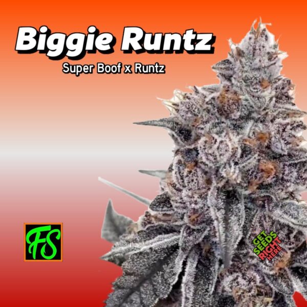 Biggie Runtz cannabis plant with dense buds and frosty coating by Fisherman Seeds on red-orange gradient background.