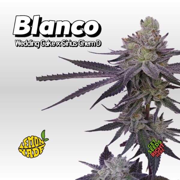 Blanco cannabis plant by Lemonade featuring Wedding Cake x Sirius Chem D genetics.