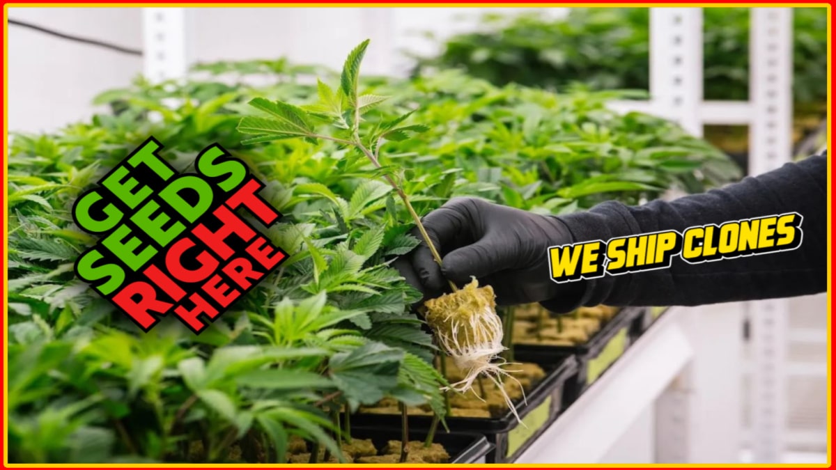 www.getseedsrighthere.com