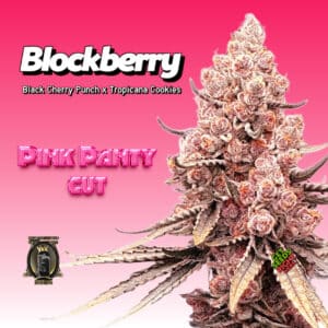 Blockberry cannabis bud by Blockhead Buds, featuring frosty trichomes and pink highlights.