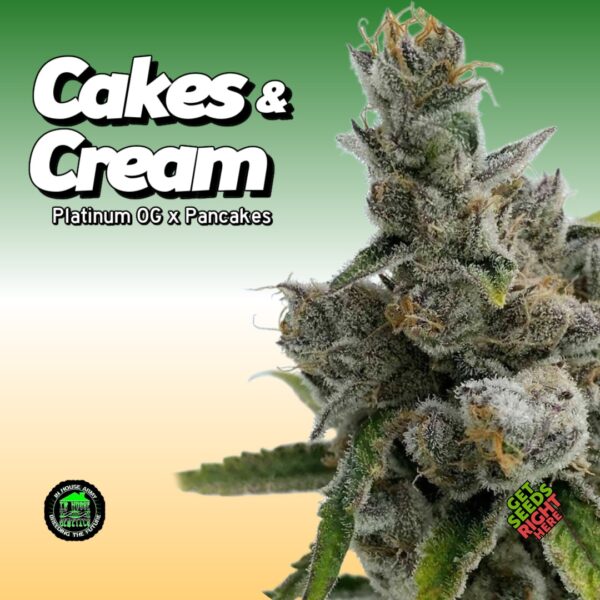 Close-up of Cakes n Cream cannabis bud by In House Genetics on green gradient background