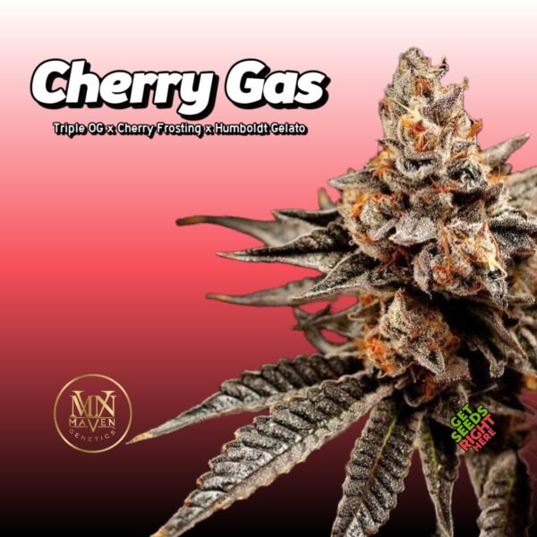 Cherry Gas Cannabis Strain | Maven Genetics Clones