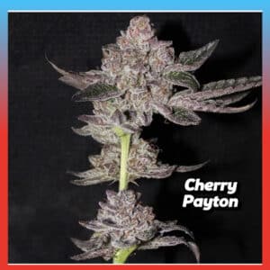 Cherry Payton cannabis clone with lush buds, bred from Gary Payton and Cherry Dosidos lineage by LIT Farms.