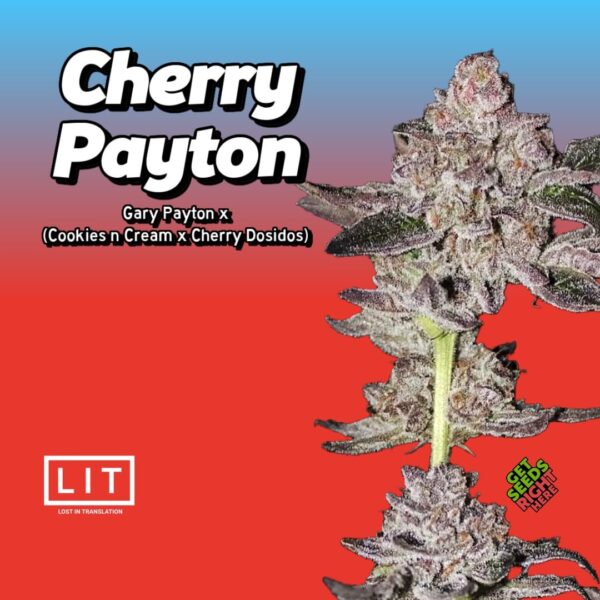 Vertical growth of Cherry Payton cannabis plant with frosted buds and purple hues by LIT Farms.