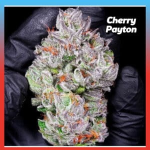 Hand-held Cherry Payton cannabis bud with orange pistils and dense frost by LIT Farms.