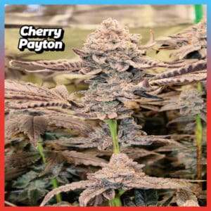 Close-up of Cherry Payton cannabis plant with frosty trichomes and dark purple leaves by LIT Farms.