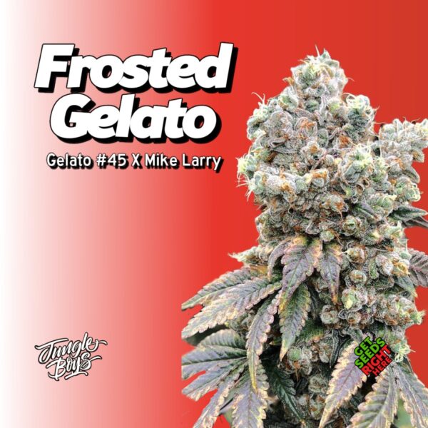 Frosted Gelato strain plant by The Jungle Boys with dense, trichome-covered buds.