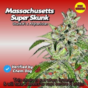 Massachusetts Super Skunk (pre order clone)