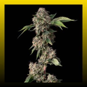 Full-length Medellin cannabis plant by Lemonade with dense buds on a black background.