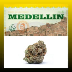 Single bud of Medellin strain by Lemonade with Medellin label above on a white background.