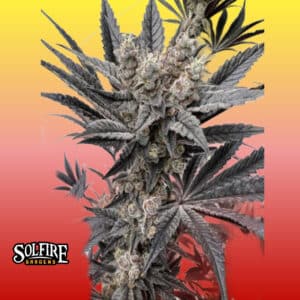 Fully grown Mind Melter cannabis plant by Solfire Gardens with heavy bud structure