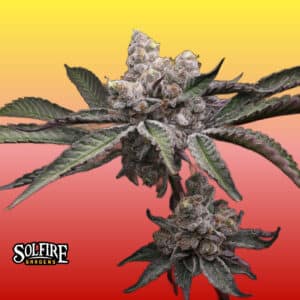 Close-up of Mind Melter cannabis clone by Solfire Gardens with frosty trichome coverage