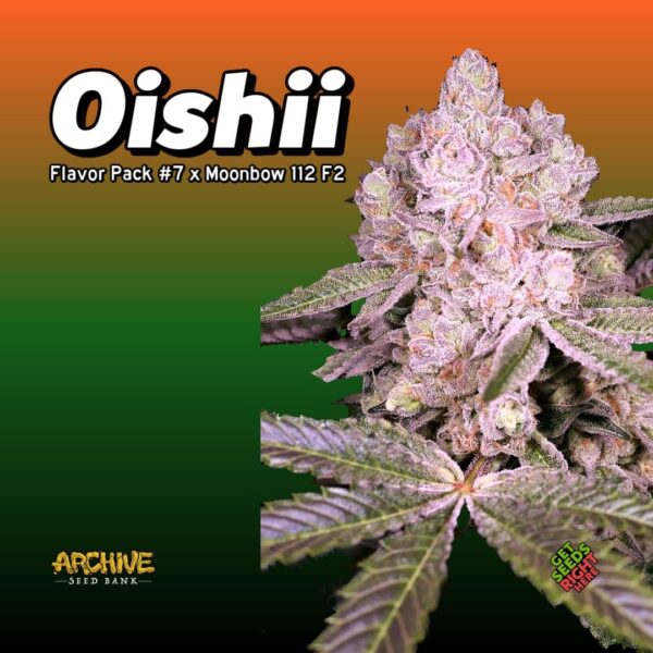 Oishii cannabis bud from Archive Seed Bank with purple hues and green leaves.