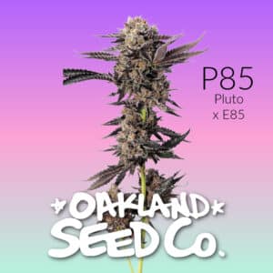 Tall P85 cannabis plant from Oakland Seed Co, featuring dense purple buds against a pastel gradient.