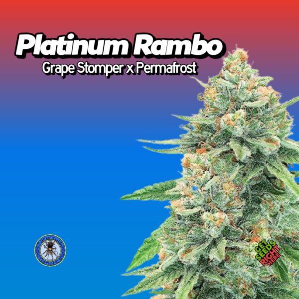 Platinum Rambo cannabis strain by Tarantula Genetics, featuring frosty buds with orange pistils on a red-to-blue gradient background.