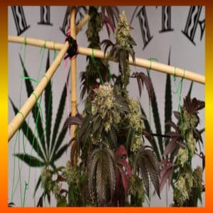 Reece's Pieces cannabis plant in a grow setup with bamboo support and vibrant leaves.