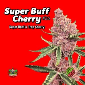 Super Buff Cherry #26" cannabis strain with frosty purple buds and green leaves on a bold red background.