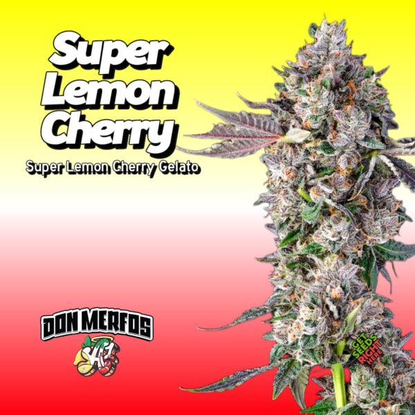 Full Super Lemon Cherry cannabis plant by Don Merfos with vibrant buds and leaves.