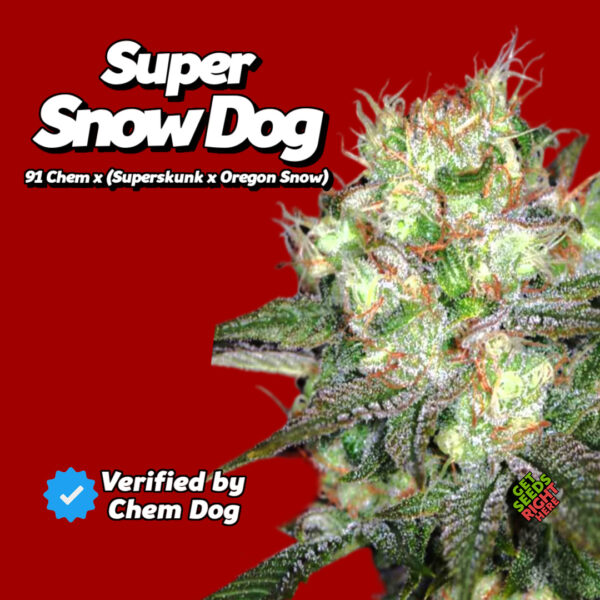 Close-up of a Super Snow Dog cannabis plant with bright green buds covered in frosty trichomes and fiery orange pistils. The strain name and lineage (91 Chem x (Superskunk x Oregon Snow)) are displayed in bold text against a deep red background, along with a "Verified by Chem Dog" badge and "Get Seeds Right Here" text.