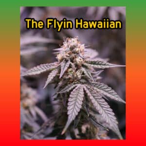 Flowering bud of The Flyin Hawaiian cannabis strain with frosty trichomes and vibrant leaves.