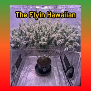 Indoor-grown Flyin Hawaiian cannabis plant with extensive canopy and dense bud structure.